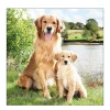 Ambiente Papierservietten Hund - Golden Retriever, 33x33cm
