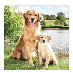 Ambiente Papierservietten Hund - Golden Retriever, 33x33cm