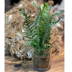 Deko Kunstpflanze Farn, Farn mit Erdballen im Glas, Farn wie echt