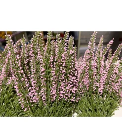 Kunstpflanze Erika, Erika calluna fuchsia, 26cm, Pick, DPI