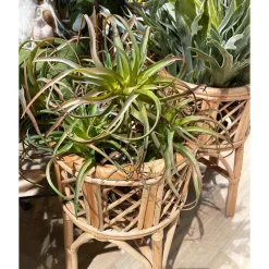 Kunstpflanze Luftpflanze Tillandsia grün, 26cm, Pick