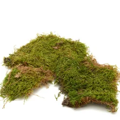 Moos grün natur, Naturmoos, Plattenmoos im Beutel, 100gr, DIJK Natural Collections