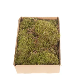 Natur Moos grün, Plattenmoos grün, 150gr/Box, DIJK Natural Collections