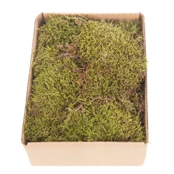 Natur Moos grün, Plattenmoos grün, 150gr/Box, DIJK Natural Collections