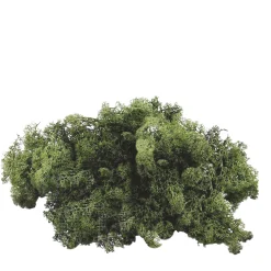 Natur Moos, Islandmoos dunkelgrün, weiches Rentiermoos, 50g/Box, DIJK Natural Collections