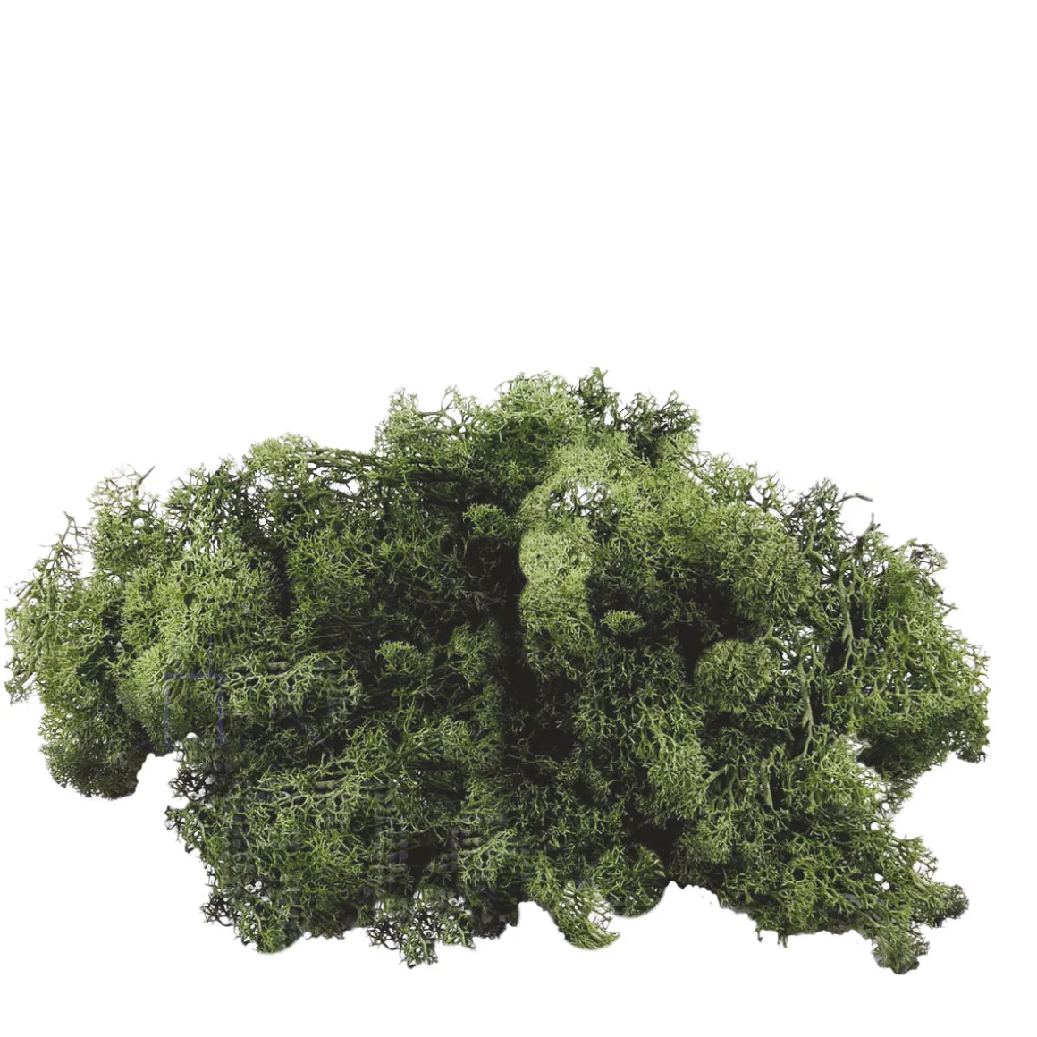 Natur Moos, Islandmoos dunkelgrün, weiches Rentiermoos, 50g/Box, DIJK Natural Collections