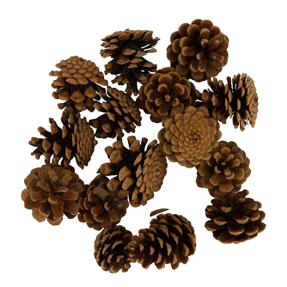 Naturdeko Kiefernzapfen im Beutel, 200gr, Naturzapfen