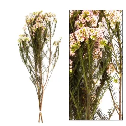 Naturpflanze Trockenblumen Reisblume, weißrosa, in der Box, DIJK Natural Collections